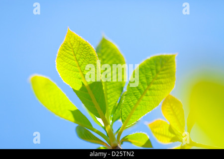 Grüne Blätter und blauer Himmel Stockfoto