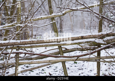 Muster auf eine Hecke um einen Wald im Winter. Stockfoto
