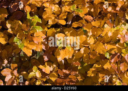 Fagus Sylvatica im Herbst. Gemeinsamen Buche Absicherung. Stockfoto