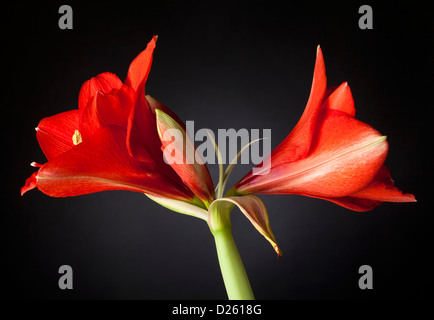 Amaryllis Blume closeup Stockfoto