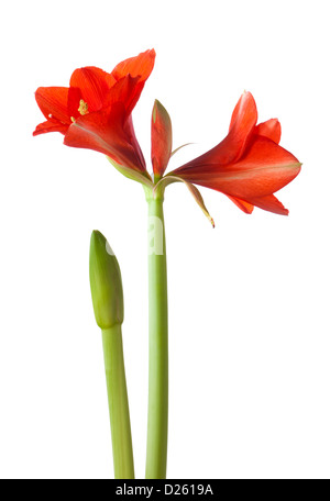 Amaryllis-Blüte und Knospe isoliert auf weiss Stockfoto