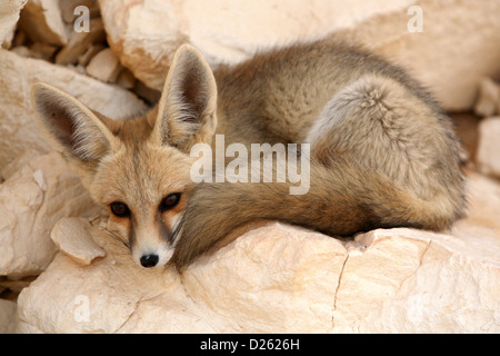 Ein Wüstenfuchs in der ägyptischen Sahara Stockfoto