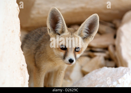 Ein Wüstenfuchs in der ägyptischen Sahara Stockfoto