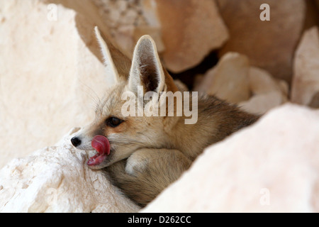 Ein Wüstenfuchs in der ägyptischen Sahara Stockfoto