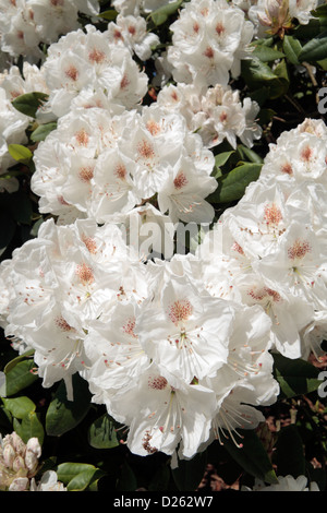 Eine schöne weiße Rhododendron 'Arzt Stocker"in The Royal Botanic Gardens, Kew, Surrey, England. Stockfoto