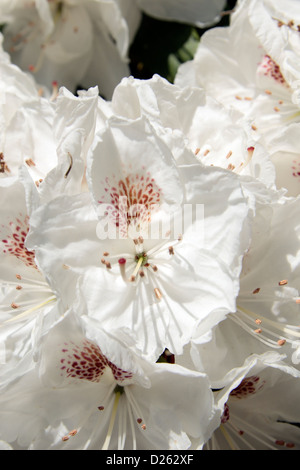 Eine schöne weiße Rhododendron 'Arzt Stocker"in The Royal Botanic Gardens, Kew, Surrey, England. Stockfoto