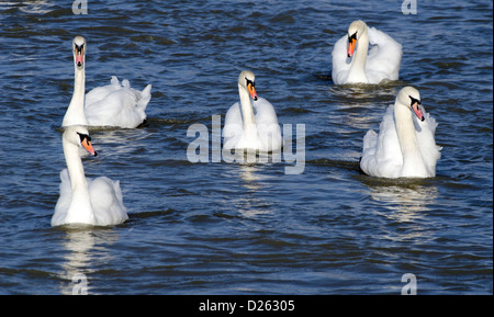 5 Erwachsener weiß Höckerschwäne (Cygnus olor) schwimmen zusammen auf einem Fluss im Winter in West Sussex, UK. Stockfoto