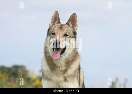 Tschechoslowakischen Wolfshundes Hund / Tschechoslowakischer Wolfhund Erwachsenen Porträt Gesicht Stockfoto