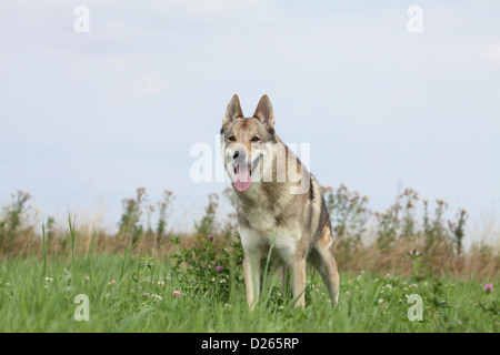 Tschechoslowakischen Wolfshundes Hund / Tschechoslowakischer Wolfhund Erwachsenen stehen Stockfoto