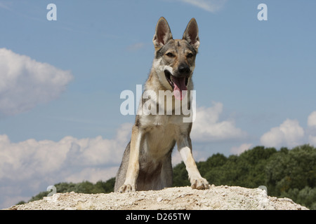 Tschechoslowakischen Wolfshundes Hund / Tschechoslowakischer Wolfhund junge stehend Stockfoto