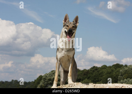 Tschechoslowakischen Wolfshundes Hund / Tschechoslowakischer Wolfhund junge stehend Stockfoto