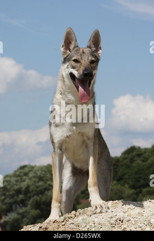 Tschechoslowakischen Wolfshundes Hund / Tschechoslowakischer Wolfhund junge stehend Stockfoto