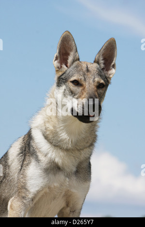 Tschechoslowakischen Wolfshundes Hund / Tschechoslowakischer Wolfhund junge Porträt Gesicht Stockfoto