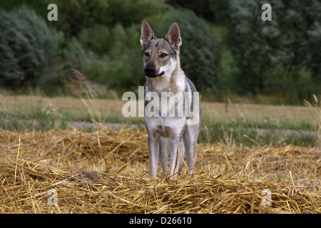 Tschechoslowakischen Wolfshundes Hund / Tschechoslowakischer Wolfhund junge stehend Stockfoto