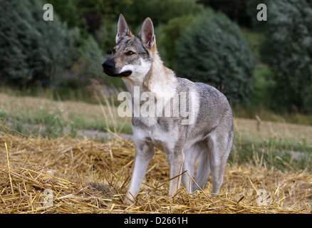 Tschechoslowakischen Wolfshundes Hund / Tschechoslowakischer Wolfhund junge stehend Stockfoto