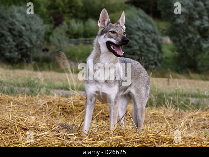 Tschechoslowakischen Wolfshundes Hund / Tschechoslowakischer Wolfhund junge stehend Stockfoto