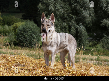 Tschechoslowakischen Wolfshundes Hund / Tschechoslowakischer Wolfhund junge stehend Stockfoto