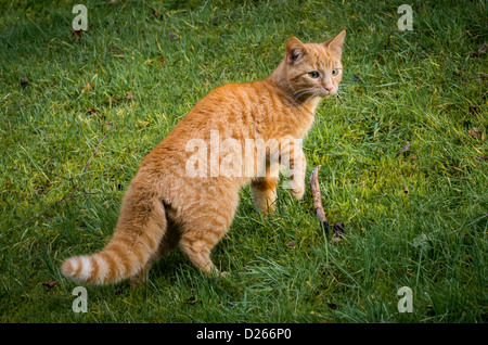 Ingwer-Bengal Cross Katze im Garten, Alarm mit Fell stehen am Ende und Tail aufgeplustert Stockfoto
