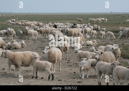 Bredstedt, Deutschland, Herde Schafe auf der Hamburger Hallig Stockfoto