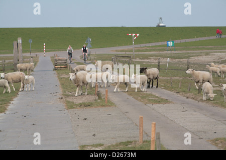 Bredstedt, Deutschland, Radfahrer und Schafe auf der Hamburger Hallig Stockfoto