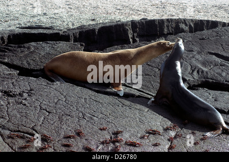 Wie Sally lightfoot beobachten Krabben, tauschen zwei Seelöwen scheinbar liebevolle Grüße in den geschützten Galapagos-Inseln Stockfoto