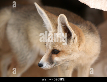 Ein Wüstenfuchs in der ägyptischen Sahara Stockfoto