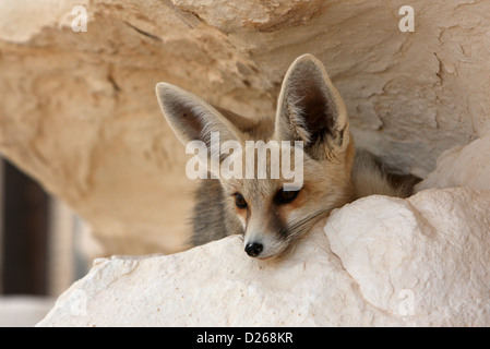 Ein Wüstenfuchs in der ägyptischen Sahara Stockfoto