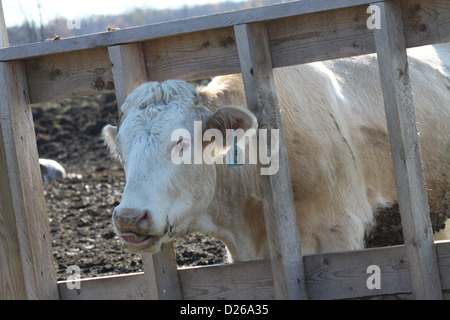 Kuh, Blick durch Holzzaun in Transfer-Wartebereich Stockfoto