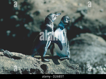Diese "chatten" Pinguine, endemisch auf den Galapagos-Inseln sind das einzige Pinguinarten nisten in den Tropen Stockfoto