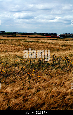 Mehrjährige Sow-Distel in einem Feld nahe Flamborough Head East Yorkshire England Stockfoto