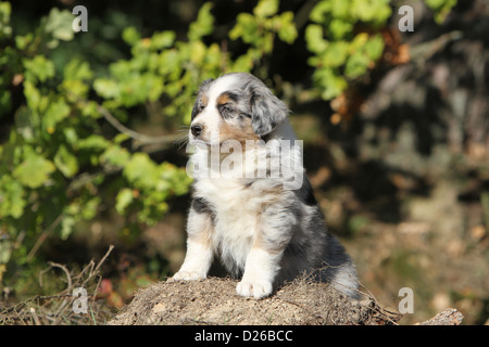 Hund Australian Shepherd / Aussie Welpen (blue Merle) stehen Stockfoto