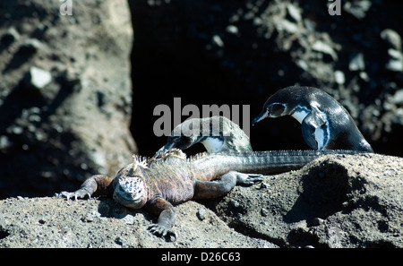 Sehr unterschiedliche Arten, eine marine Iguana und zwei Galapagos Pinguine vorbei, ignorieren einander in ihrer Lava-Welt Stockfoto