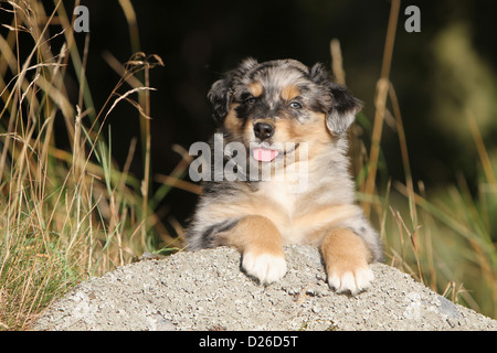 Hund Australian Shepherd / Aussie Welpen (blue Merle) auf dem Boden liegend Stockfoto