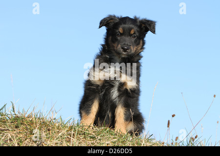 Hund Australian Shepherd / Aussie Welpen (Tricolor schwarz) sitzen Stockfoto