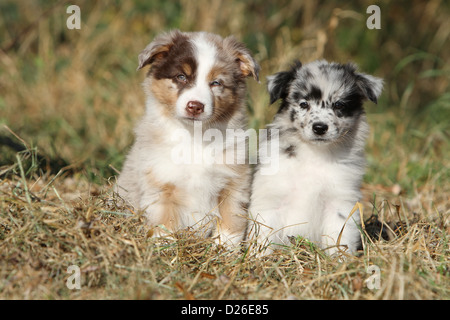 Hund Australian Shepherd / Aussie zwei Welpen verschiedene Farben (red Merle und Blue Merle) sitzen auf einer Wiese Stockfoto