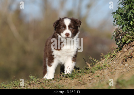 Hund Australian Shepherd / Aussie Welpen (rote Tricolor) stehend Gesicht Stockfoto