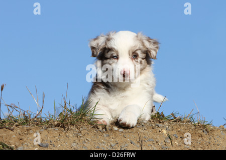 Hund Australian Shepherd / Aussie Welpen (red Merle) auf dem Boden liegend Stockfoto