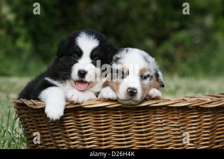 Hund Australian Shepherd / Aussie zwei Welpen verschiedene Farben (schwarz und blau Merle Tricolor) liegen in einem Korb Stockfoto