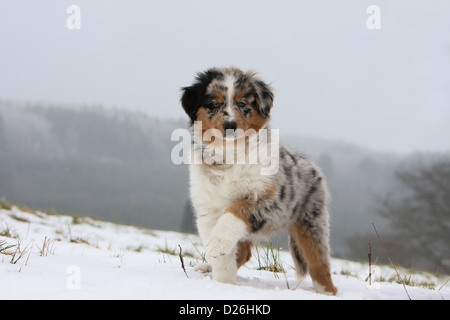 Hund Australian Shepherd / Aussie Welpen (blue Merle) stehen im Schnee Pfote erhoben Stockfoto