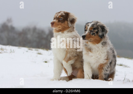 Hund Australian Shepherd / Aussie zwei Welpen verschiedene Farben (red Merle und blue Merle) sitzen im Schnee Stockfoto