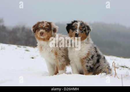 Hund Australian Shepherd / Aussie zwei Welpen verschiedene Farben (red Merle und blue Merle) im Schnee Stockfoto