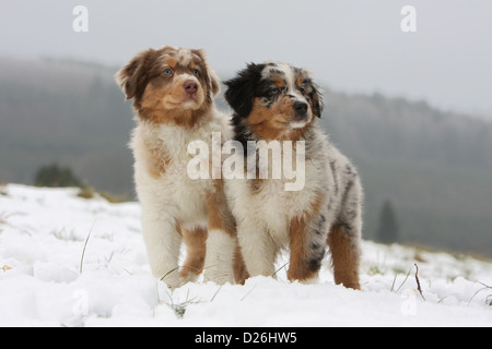 Hund Australian Shepherd / Aussie zwei Welpen verschiedene Farben (red Merle und blue Merle) stehen im Schnee Stockfoto