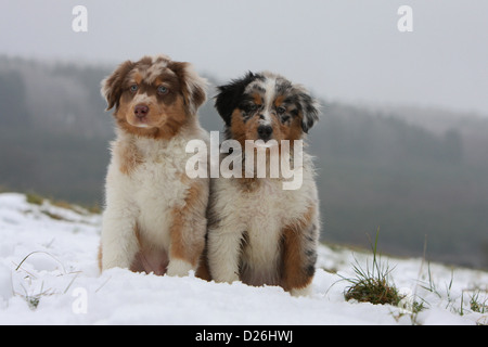 Hund Australian Shepherd / Aussie zwei Welpen verschiedene Farben (red Merle und blue Merle) sitzen im Schnee Stockfoto