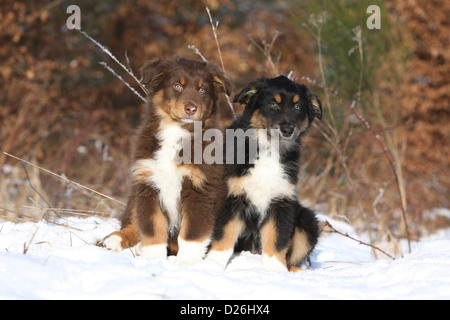 Hund Australian Shepherd / Aussie zwei Welpen verschiedene Farben (rot und Tricolor schwarz Tricolor) sitzen im Schnee Stockfoto