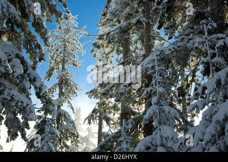 WASHNGTON - brechen aus dem Nebel in der Nähe von Schnee verputzt Bäume in den Wäldern auf Paintballanlage Berg in der Nähe von Snoqualmie Pass. Stockfoto