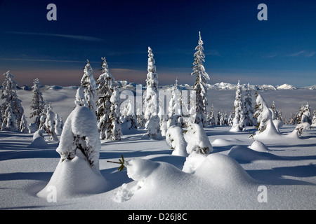 Schneebedeckte Bäume am Gipfel des Berges Paintballanlage mit Nebel bedeckt Keechelus Seeblick in Wenatchee National Forest. Stockfoto
