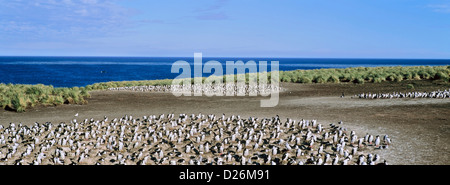 König Kormoran, Phalacrocorax Atriceps Albiventer, Kolonie auf Bleaker Island. Antarktis, Sub-Antarktis, Falkland-Inseln. Stockfoto