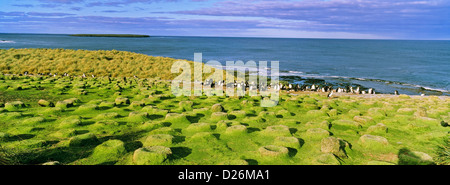 König Kormoran verlassenen Kolonie auf Bleaker Island. Antarktis, Sub-Antarktis, Falkland-Inseln. Stockfoto