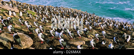 König Kormoran oder Imperial Shag Kolonie auf Klippe auf Saunders Island. Antarktis, Sub-Antarktis, Falkland-Inseln. Stockfoto