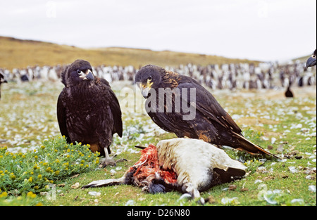 Gekerbten Caracara oder Johnny Rook auf den Falkland-Inseln. Marodierenden Gruppe von Sub-Erwachsene und Jugendliche bei einem Toten Gentoo Penguin. Stockfoto